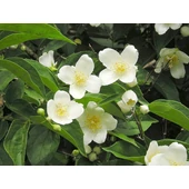 Ylang-ylangos kozmetikumok