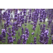 Levendulás kozmetikumok